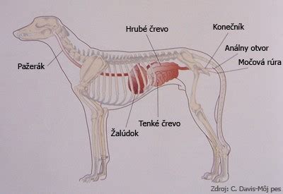 Ženská rozmnožovacia sústava psa