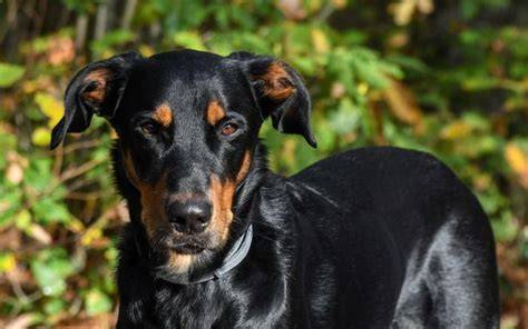 Beauceron - mohutný francúzsky pastiersky pes
