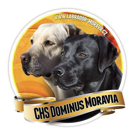 Infografika: História labradorského retrívra