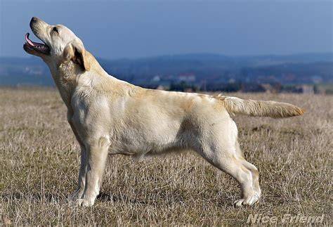Schéma postavy a proporcií labradorského retrívra