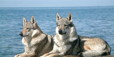 Československý vlčiak - exteriér