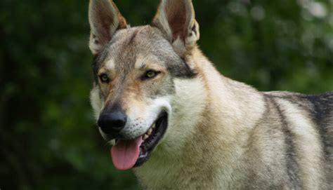 Zdravie a starostlivosť o československého vlčiaka