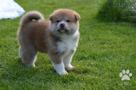 Šteniatko Akita Inu