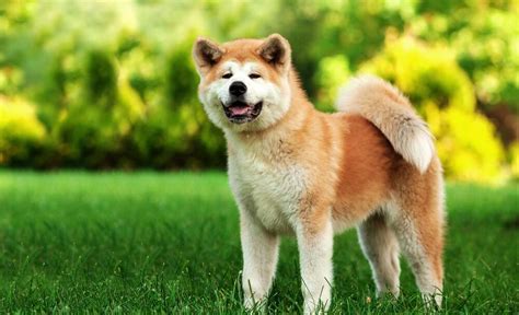 Dospelý pes Akita Inu
