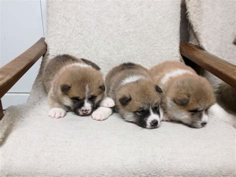 Schematické znázornenie vývoja šteniatka Akita Inu