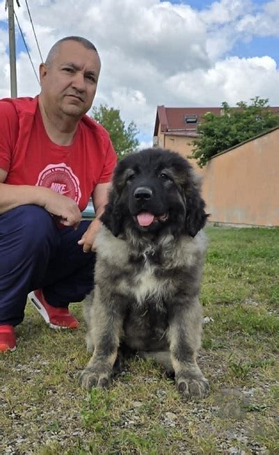 Štruktúra srsti kaukazského ovčiaka