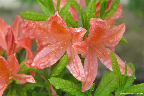 Detail kvetu s kvapkou rosy