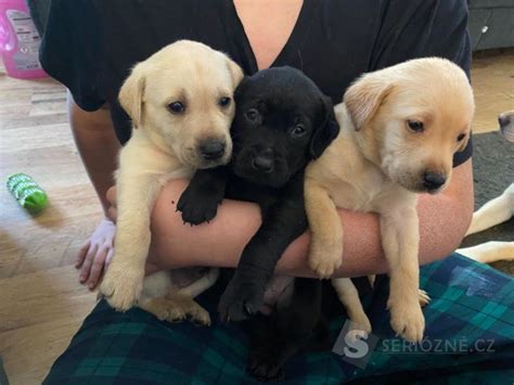 štěňata labradorů