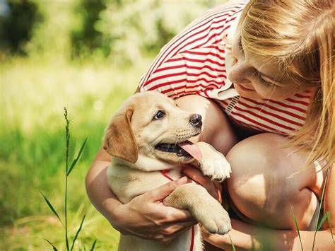 Infografika: Ako efektívne viesť výcvik labradora