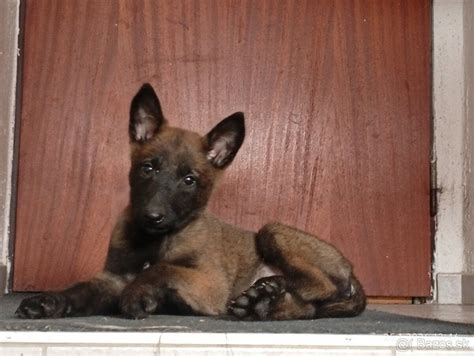 Šteniatko belgického ovčiaka Malinois