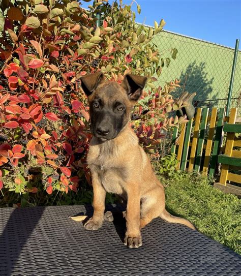 Pes belgický ovčiak Malinois pri výkone