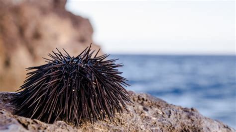 Ilustrácia psov na pláži s rôznymi nebezpečenstvami (medúza, morský ježko, horúci piesok)