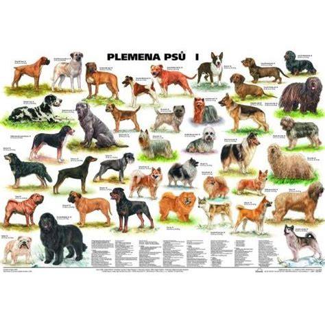 Schéma vývoja plemena dogy a jeho príbuzných