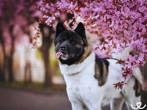 Pes Akita v tradičnom japonskom prostredí