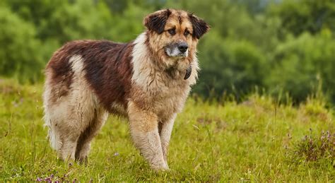 Krásky pastiersky pes s hustou srsťou