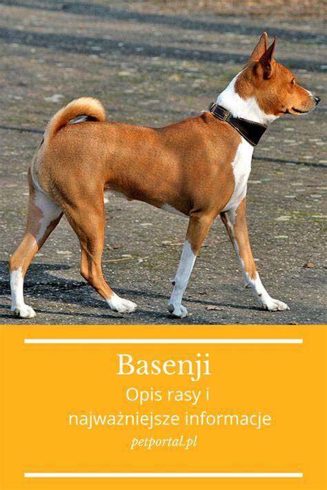 infografika zložiek ideálneho krmiva pre psa Basenji