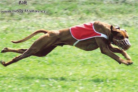 Ridgeback ako rodinný spoločník a športovec