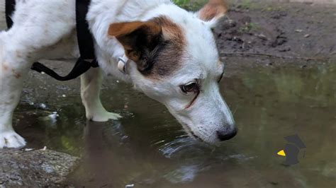 Pes aportuje zver z vody