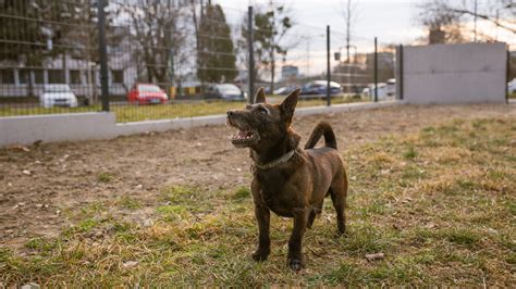 Oplotený priestor pre psov