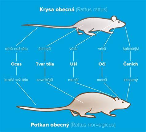 Infografika: Rozdelenie druhov húb a príznakov otravy u psov