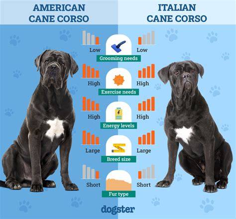 Infografika porovnania veľkosti a temperamentu Cane Corso vs. Nemecký ovčiak