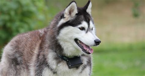 Elegantný vzhľad a výrazné oči sibírskeho huskyho