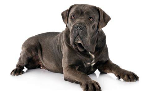 Vzhľad Cane Corso: impozantná, ale elegantná konštrukcia tela