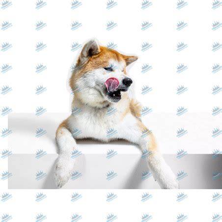 Obrázok: Akita Inu v interiéri a exteriéri