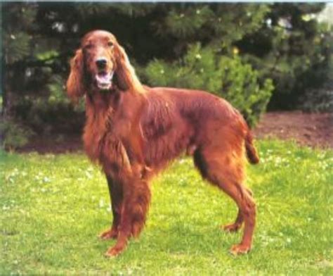 Štandard plemena írsky seter