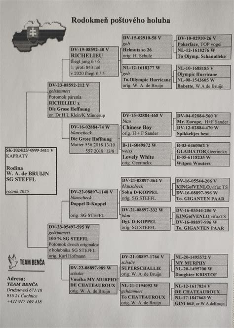 Rodokmeň írskeho setra