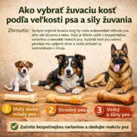 Infografika: Ako vybrať psa podľa veľkosti a aktivity