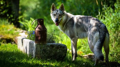 Rodina s československým vlčiakom