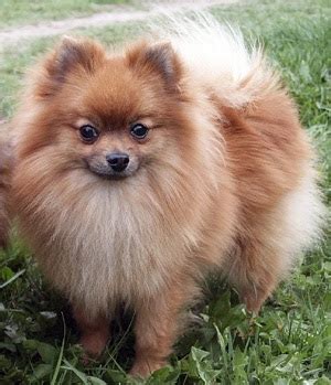 Miniatúrny nemecký trpasličí špic s typickou huňatou srsťou