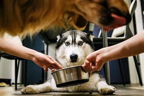 Infografika: Ako vypočítať dennú dávku a rozdelenie porcií pre šteňa husky