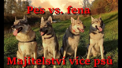 Pes vs. fena - porovnanie vlastností