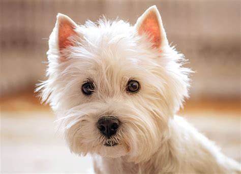 Infografika: Vzhľad West Highland White Terrier a hlavné charakteristiky srsti, veľkosti a farby očí
