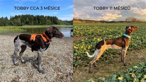 Štandardné zafarbenie Európskeho saňového psa