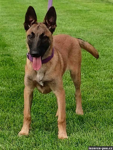 Krátkosrstý Malinois - srsť bez dlhej podsady
