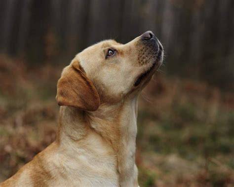 Labrador retriever - veselá a priateľská povaha