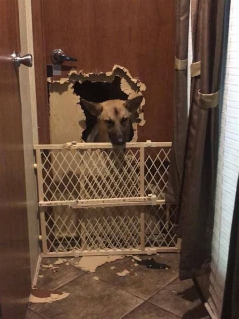 Pes čakajúci pri dverách