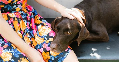 Ruka hladkajúca psa