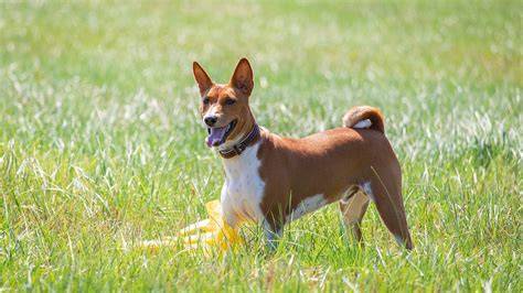 Infografika: Všeobecná charakteristika Basenji, výška, hmotnosť, farby srsti