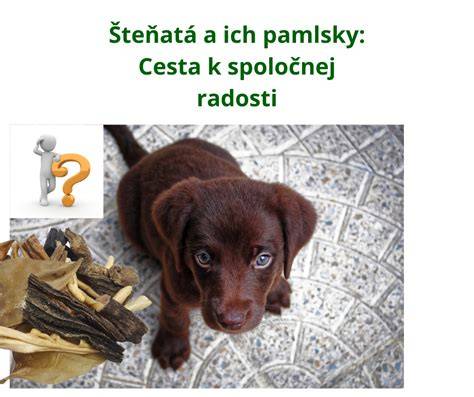 Infografika: Výcvikové kurzy pre šteňatá a ich fázy
