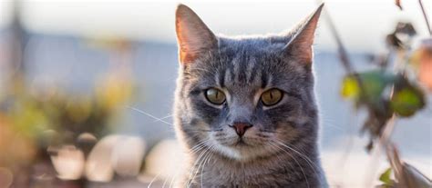 Ilustrácia rôznych domácich zvierat ako pes, mačka, škrečok, rybka.