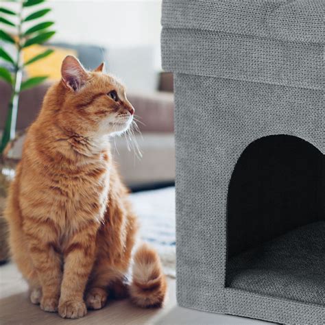 Obrázok psa a mačky v dome.