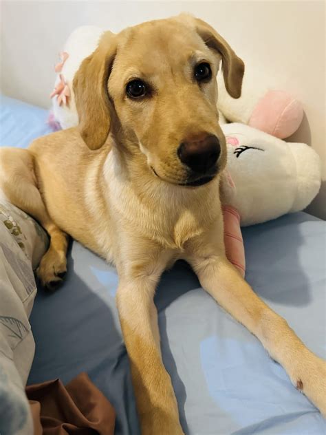 Šťastný labrador s loptičkou