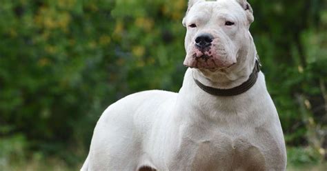 Infografika: Dogo Argentino - charakteristika a tipy na chov