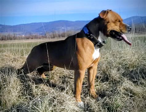 Stafordšírsky bulteriér v rodinnom prostredí