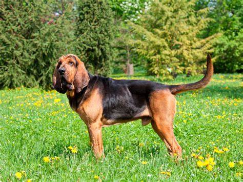 Bloodhound s výraznými lícami
