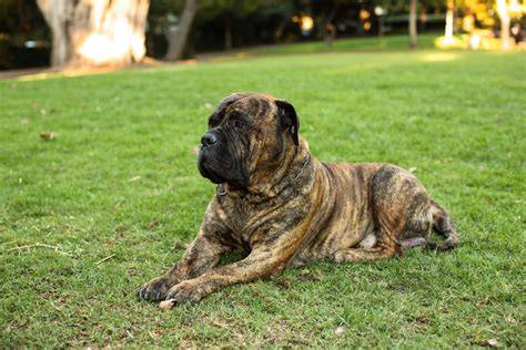 Bullmastiff